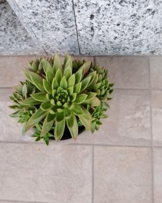Pianta grassa Echeveria