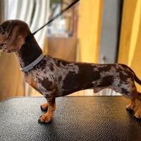 Bassotto Tedesco A.Cioco M o N t A