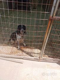 Springer spaniel Femmina