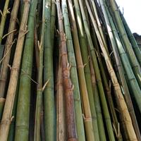 canne di bambu 