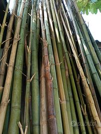 canne di bambu 