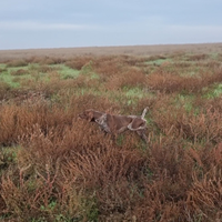 Bracco Tedesco Kurzhaar Pronta Caccia
