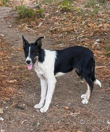 Border Collie