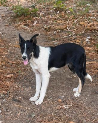 Border Collie