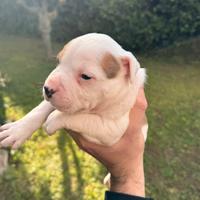 Cuccioli american bully