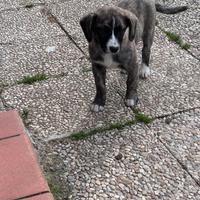 Due cuccioli meticci