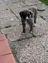 Due cuccioli meticci