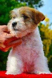 Cuccioli Jack Russell Allevamento