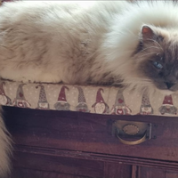 Ragdoll maschio