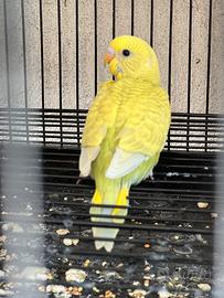 Coppia di pappagallini, Cocorite