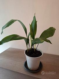 Pianta di Aspidistra