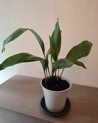 Pianta di Aspidistra