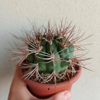 Gymnocalycium Nehueberi vaso 13 fiore rosa fucsia 