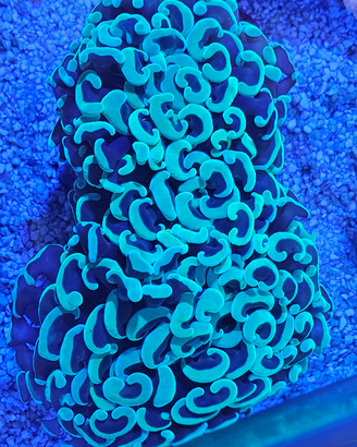 Coralli lps, molli trudacne