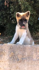 Akita americano cuccioli