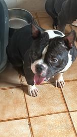 American bully