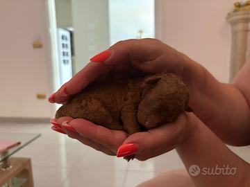 Disponibili cuccioli barboncini