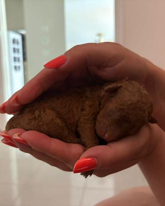 Disponibili cuccioli barboncini