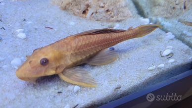 Pleco albino