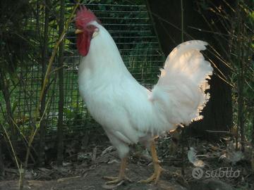 Pulcini