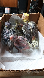 5 pulli calopsite ancistrale