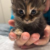 Cuccioli Maine Coon