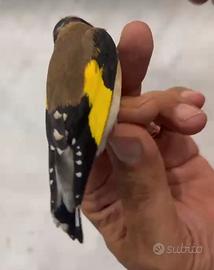 Cardellino