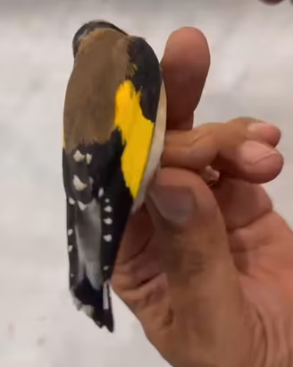Cardellino