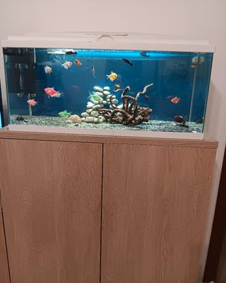 acquario 80 litri 