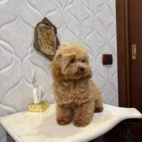 Cucciolo di barboncino femmina