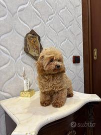 Cucciolo di barboncino femmina