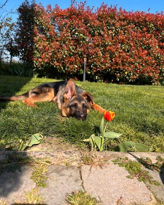 Il pastore tedesco enci