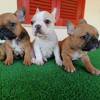 Cuccioli di bulldog francese