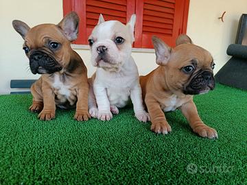 Cuccioli di bulldog francese