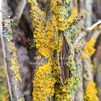 Rami con licheni per terrari 