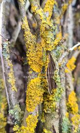 Rami con licheni per terrari 