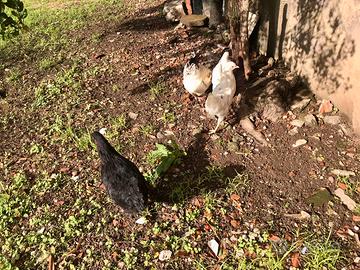 Galline Gallo e pulcini