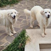 Maremmani per aziende agricole