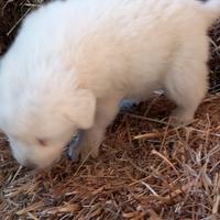 Cuccioli di pastore maremmano abruzzese