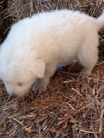 Cuccioli di pastore maremmano abruzzese