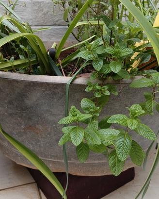 fioriera in alluminio antica 