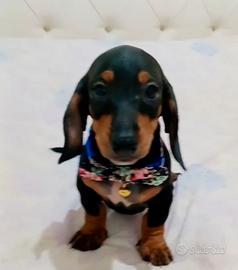 Cuccioli di bassotto