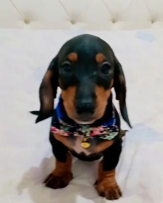 Cuccioli di bassotto
