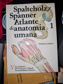 Atlante di Anatomia Umana Spalteholz Spanner