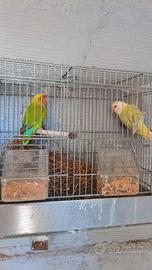 Inseparabili