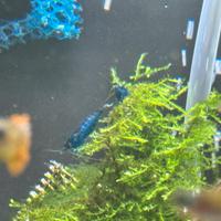 Neocaridina blue dream Caridine