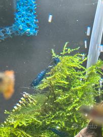 Neocaridina blue dream Caridine