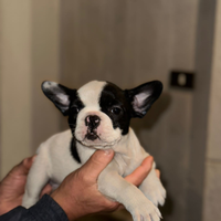 Cucciola di bulldog francese