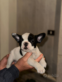 Cucciola di bulldog francese