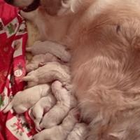 Cuccioli golden retriever con pedigree